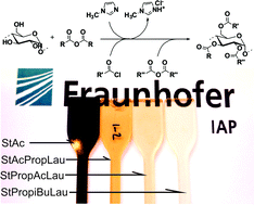 Graphical abstract: Synthesis of thermoplastic starch mixed esters catalyzed by the in situ generation of imidazolium salts