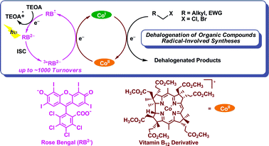 Graphical abstract: Eco-friendly molecular transformations catalyzed by a vitamin B12 derivative with a visible-light-driven system