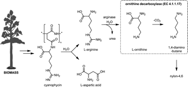 Graphical abstract: Stabilization and immobilization of Trypanosoma bruceiornithine decarboxylase for the biobased production of 1,4-diaminobutane