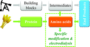 Graphical abstract: The use of l-lysine decarboxylase as a means to separate amino acids by electrodialysis