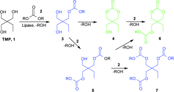 Graphical abstract: Solvent-free lipase-mediated synthesis of six-membered cyclic carbonates from trimethylolpropane and dialkyl carbonates