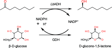 Graphical abstract: Continuous biocatalytic synthesis of (R)-2-octanol with integrated product separation