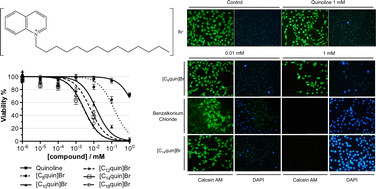 Graphical abstract: Cytotoxicity of 1-alkylquinolinium bromide ionic liquids in murine fibroblast NIH 3T3 cells