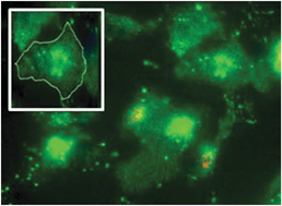 Graphical abstract: Delivering quantum dot-peptide bioconjugates to the cellular cytosol: escaping from the endolysosomal system