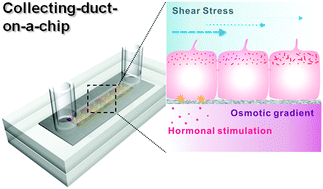 Graphical abstract: Fluid-shear-stress-induced translocation of aquaporin-2 and reorganization of actin cytoskeleton in renal tubular epithelial cells