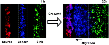 Graphical abstract: Microfluidic platform for chemotaxis in gradients formed by CXCL12 source-sink cells