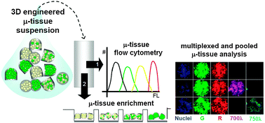 Graphical abstract: Multiplexed, high-throughput analysis of 3D microtissue suspensions