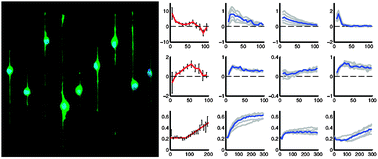 Graphical abstract: Large-scale analysis of neurite growth dynamics on micropatterned substrates