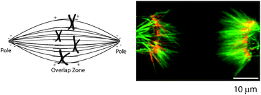 Graphical abstract: “Artificial mitotic spindle” generated by dielectrophoresis and protein micropatterning supports bidirectional transport of kinesin-coated beads