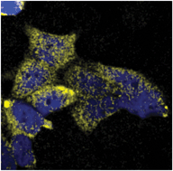 Graphical abstract: Imaging in real-time with FRET the redox response of tumorigenic cells to glutathione perturbations in a microscale flow