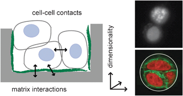 Graphical abstract: Engineered 3D environments to elucidate the effect of environmental parameters on drug response in cancer