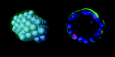 Graphical abstract: Phenotypic transition maps of 3D breast acini obtained by imaging-guided agent-based modeling