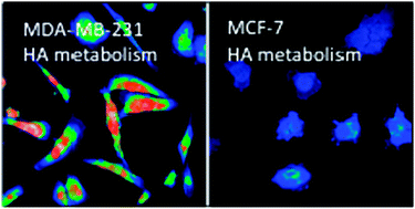 Graphical abstract: Hyaluronan metabolism in remodeling extracellular matrix: probes for imaging and therapy of breast cancer