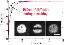 Graphical abstract: Studying Smad2 intranuclear diffusion dynamics by mathematical modelling of FRAP experiments