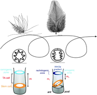 Graphical abstract: In search of the Golden Fleece: unraveling principles of morphogenesis by studying the integrative biology of skin appendages