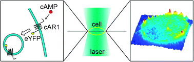 Graphical abstract: Quantification of GPCR internalization by single-molecule microscopy in living cells