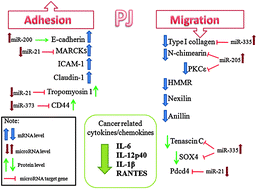 Graphical abstract: Cellular and molecular mechanisms of pomegranate juice-induced anti-metastatic effect on prostate cancer cells