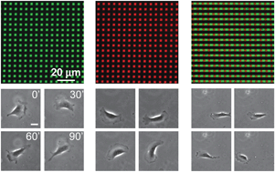 Graphical abstract: Subcellular spatial segregation of integrin subtypes by patterned multicomponent surfaces