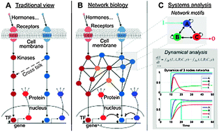 Graphical abstract: Dynamic modeling and analysis of cancer cellular network motifs