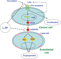 Graphical abstract: L-5F, an apolipoprotein A-I mimetic, inhibits tumor angiogenesis by suppressing VEGF/basic FGF signaling pathways