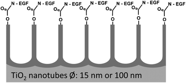 Graphical abstract: Covalent functionalization of TiO2 nanotube arrays with EGF and BMP-2 for modified behavior towards mesenchymal stem cells