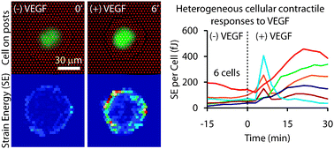 Graphical abstract: Measurement and analysis of traction force dynamics in response to vasoactive agonists