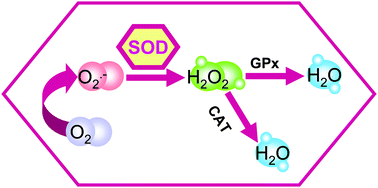 Graphical abstract: Species specific isotope dilution versus internal standardization strategies for the determination of Cu, Zn-superoxide dismutase in red blood cells