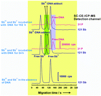 Graphical abstract: Probing interactions of antimony species with DNA by short column capillary electrophoresis coupled with inductively coupled plasma mass spectrometry