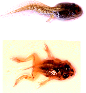 Graphical abstract: Evaluation of arsenic biotransformation by Iberian green frog during metamorphosis