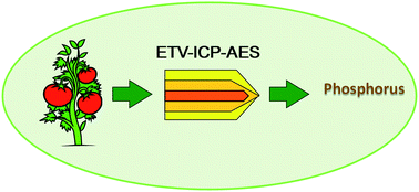 Graphical abstract: Direct phosphorus determination on solid plant samples by electrothermal vaporization-inductively coupled plasma atomic emission spectrometry