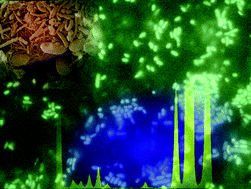 Graphical abstract: Study of bioaccumulation kinetics of chromium(vi) in Acinetobacter beijerinckii type bacterium by Total Reflection X-Ray Fluorescence Spectrometry