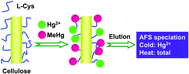 Graphical abstract: Mercury speciation with l-cysteine functionalized cellulose fibre as adsorbent by atomic fluorescence spectrometry