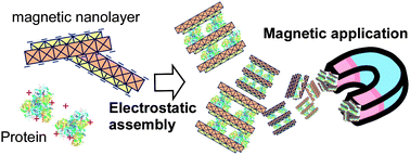 Graphical abstract: Magnetically applicable layered iron-titanate intercalated with biomolecules