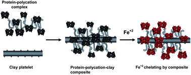 Graphical abstract: Bioactive apo-ferredoxin–polycation–clay composites for iron binding
