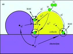 Graphical abstract: Cathode processes and materials for solid oxide fuel cells with proton conductors as electrolytes