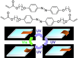 Graphical abstract: Photoinduced bending behavior of crosslinked liquid-crystalline polymer films with a long spacer