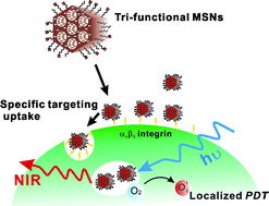 Graphical abstract: Tri-functionalization of mesoporous silica nanoparticles for comprehensive cancer theranostics—the trio of imaging, targeting and therapy