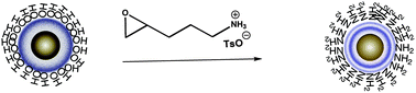 Graphical abstract: Functionalization of iron oxide nanoparticles with a versatile epoxy amine linker