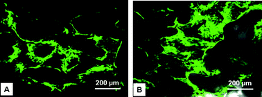 Graphical abstract: Synthesis, degradation and biocompatibility of tyrosine-derived polycarbonate scaffolds