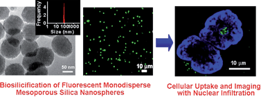 Graphical abstract: Cellular permeation with nuclear infiltration capability of biomimetically synthesised fluorescent monodisperse mesoporous silica nanospheres in HeLa and human stem cells