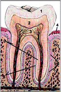 Graphical abstract: Biomaterials and their potential applications for dental tissue engineering