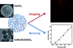 Graphical abstract: Multifunctional calcium carbonate microparticles: Synthesis and biological applications