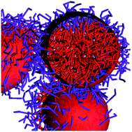 Graphical abstract: Morphology prediction of block copolymers for drug delivery by mesoscale simulations