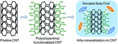 Graphical abstract: Mussel-inspired functionalization of carbon nanotubes for hydroxyapatite mineralization