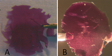 Graphical abstract: Assembly of poly(methacrylate)/purple membrane lamellar nanocomposite films by intercalation and in situ polymerisation
