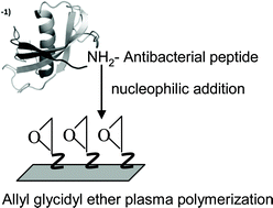 Graphical abstract: Prevention of bacterial biofilms by covalent immobilization of peptides onto plasma polymer functionalized substrates