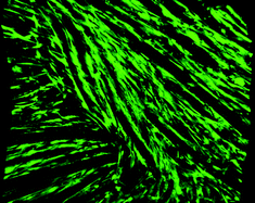 Graphical abstract: Fiber-reinforced scaffolds for tissue engineering and regenerative medicine: use of traditional textile substrates to nanofibrous arrays