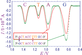 Graphical abstract: Immobilization-free direct electrochemical detection for DNA specific sequences based on electrochemically converted gold nanoparticles/graphene composite film