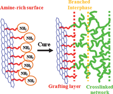 Graphical abstract: Constructing hierarchically structured interphases for strong and tough epoxy nanocomposites by amine-rich graphene surfaces