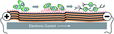 Graphical abstract: In situ gene transfection and neuronal programming on electroconductive nanocomposite to reduce inflammatory response